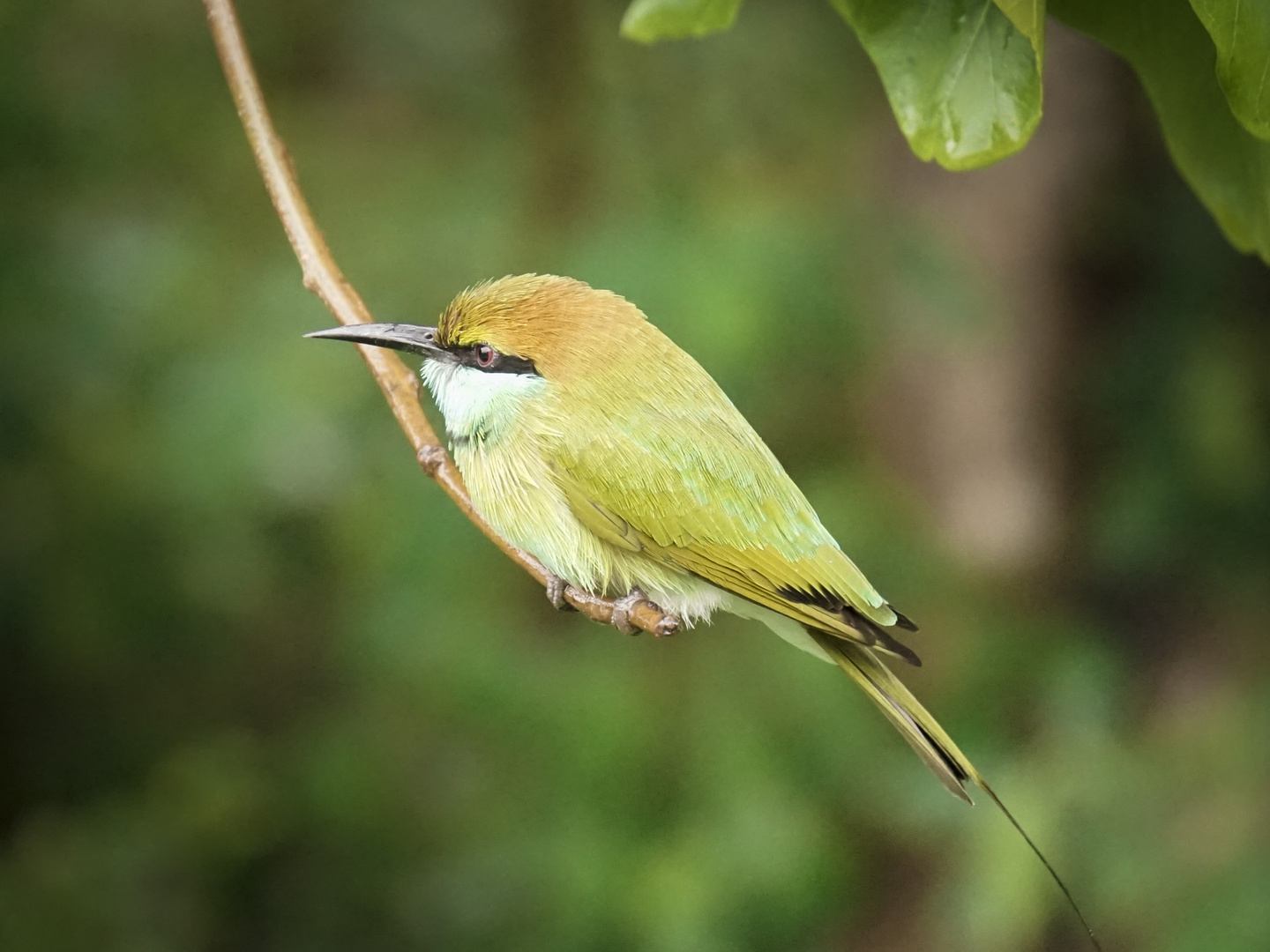 Beeeater