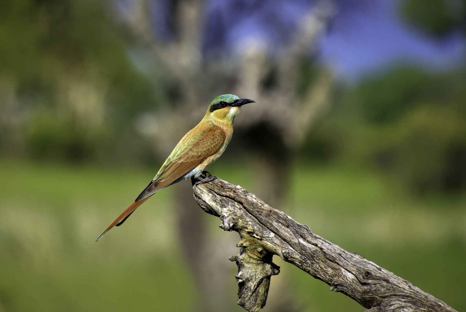 Beeeater in Namibia (Caprivi Region)