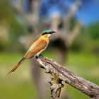 Beeeater in Namibia (Caprivi Region)