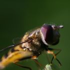 Beefly