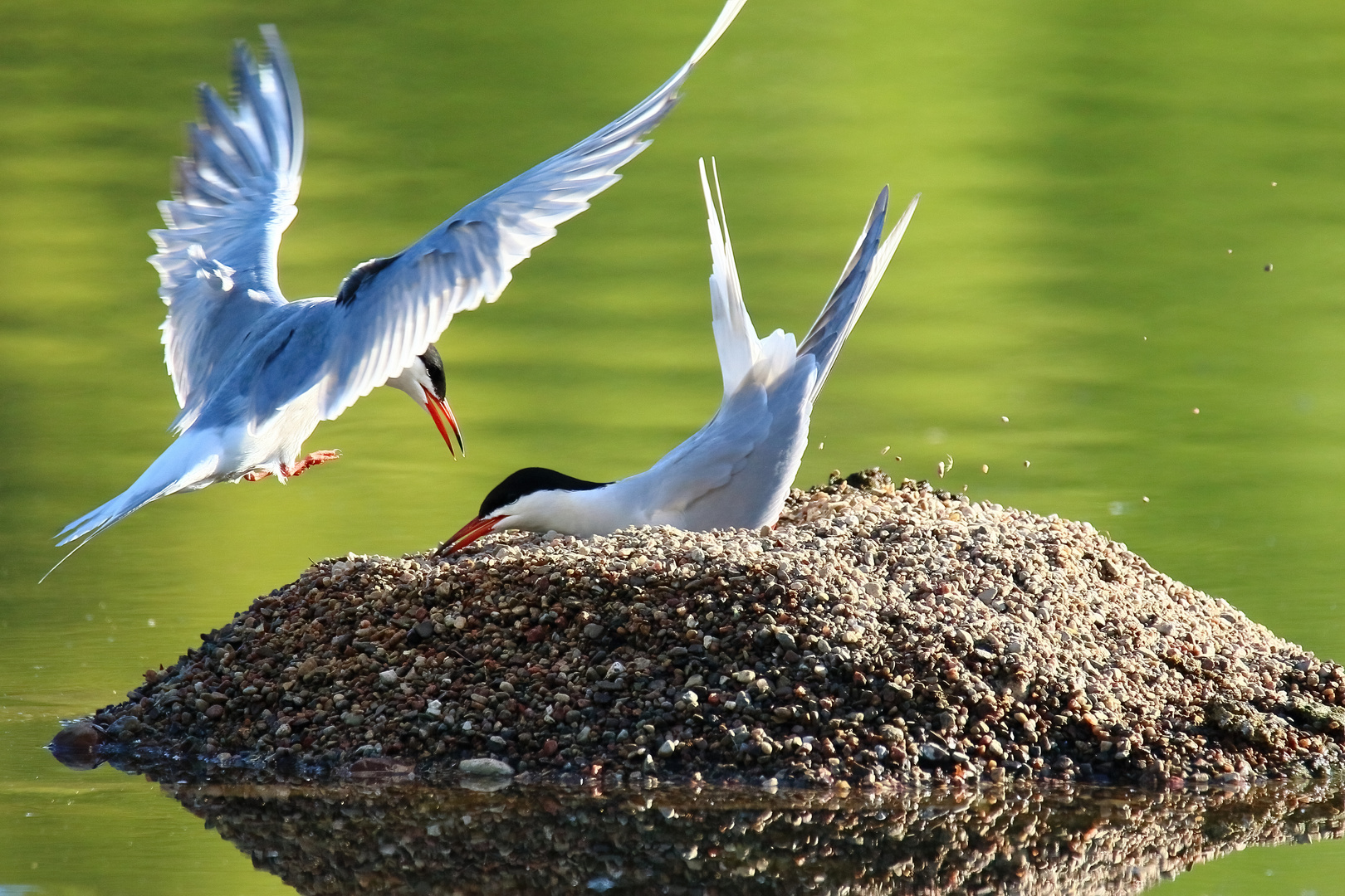 Beeil dich mit der Nestmulde,...