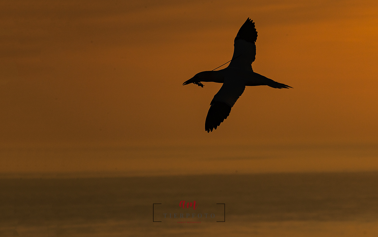 Beeilung Gleich Wird S Dunkel Foto Bild Tiere Wildlife