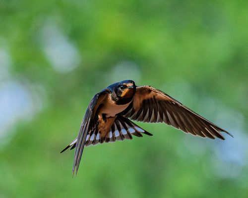 Beeilung, Rauchschwalbe