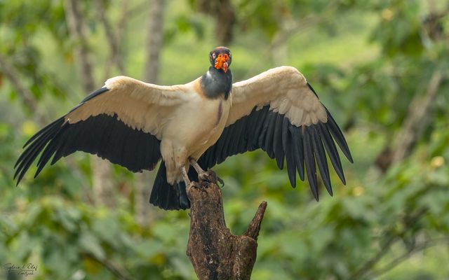 °°_Beeindruckend & Majestätisch_°°