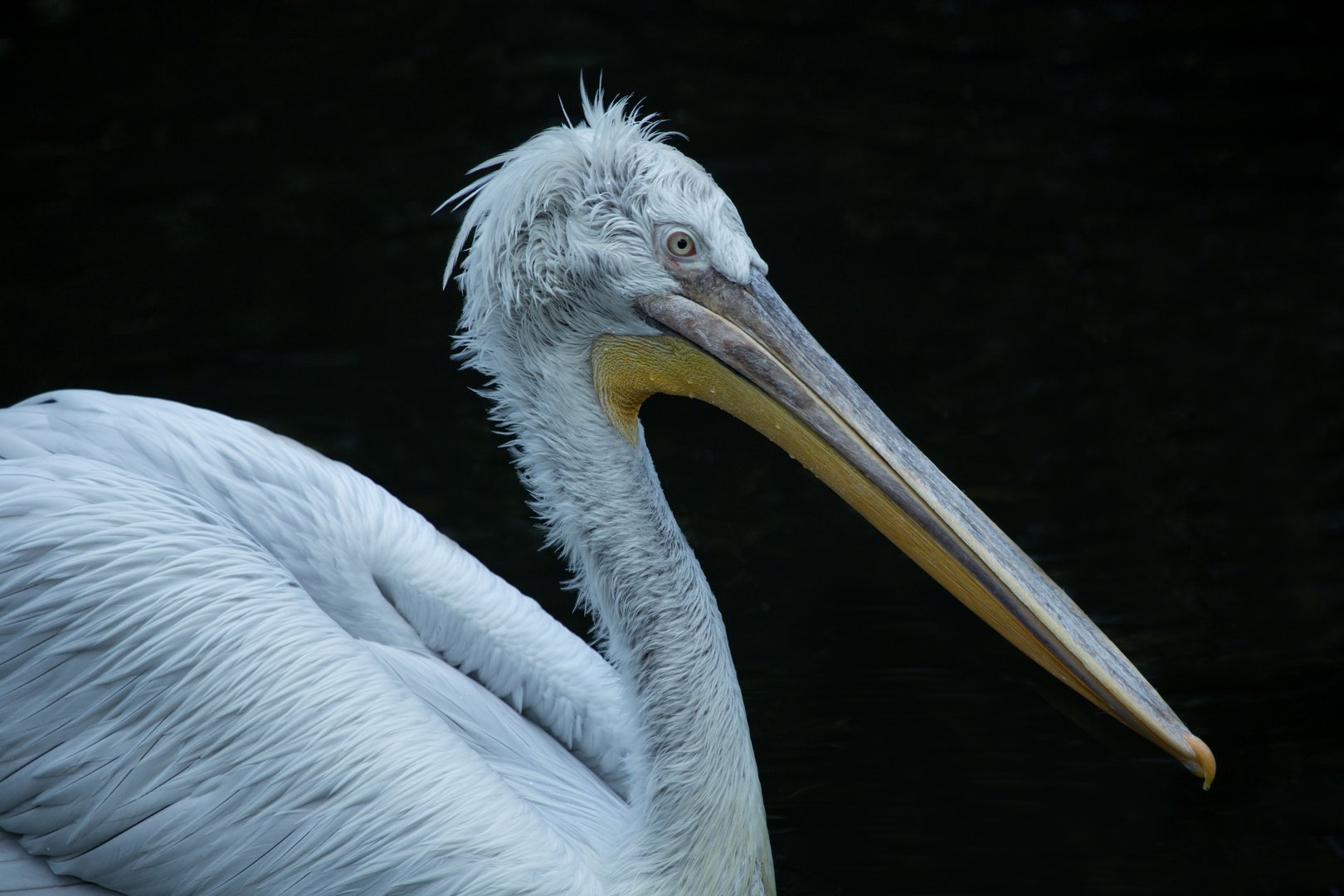 beeindruckend schöne Tiere