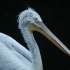 beeindruckend schöne Tiere