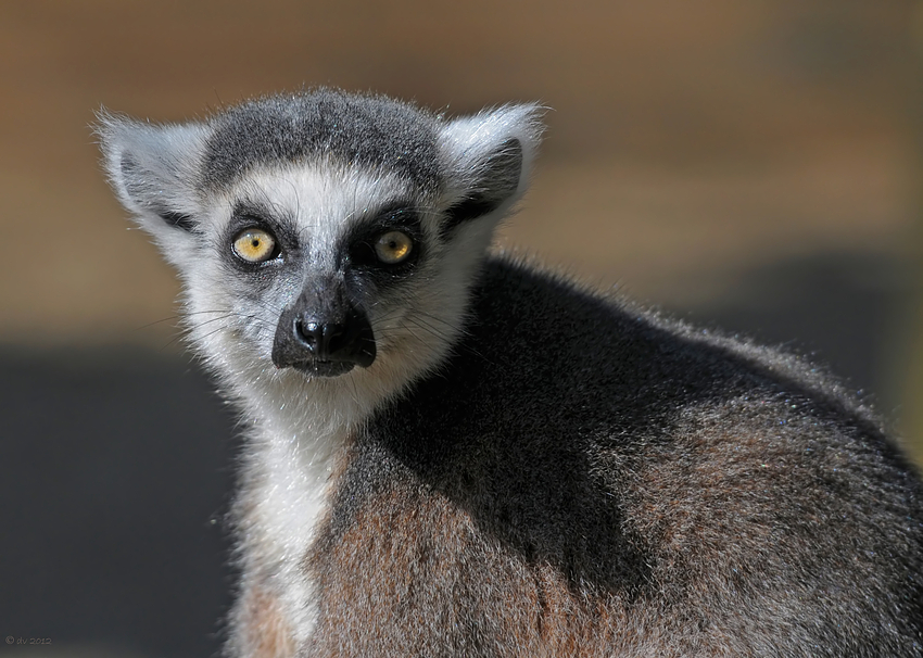 Beeindruckende Augen