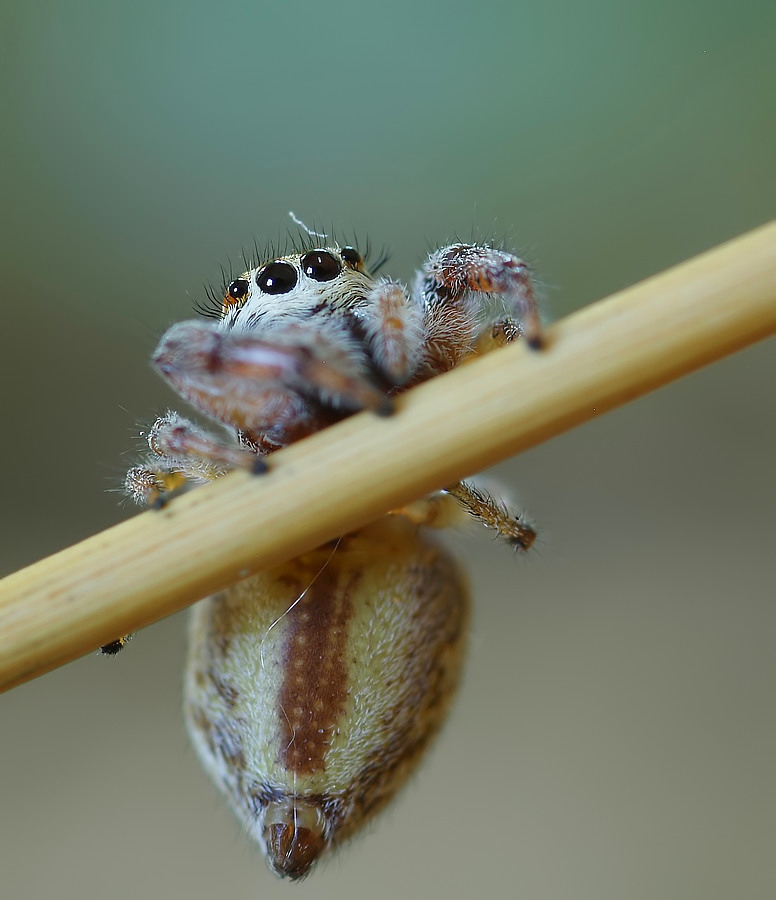 beeindruckende Augen finde ich.....