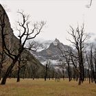 Beeindruckende Berg-und Baumwelt!