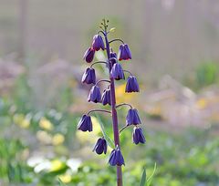 Beeindruckende Blume in der Wildnis