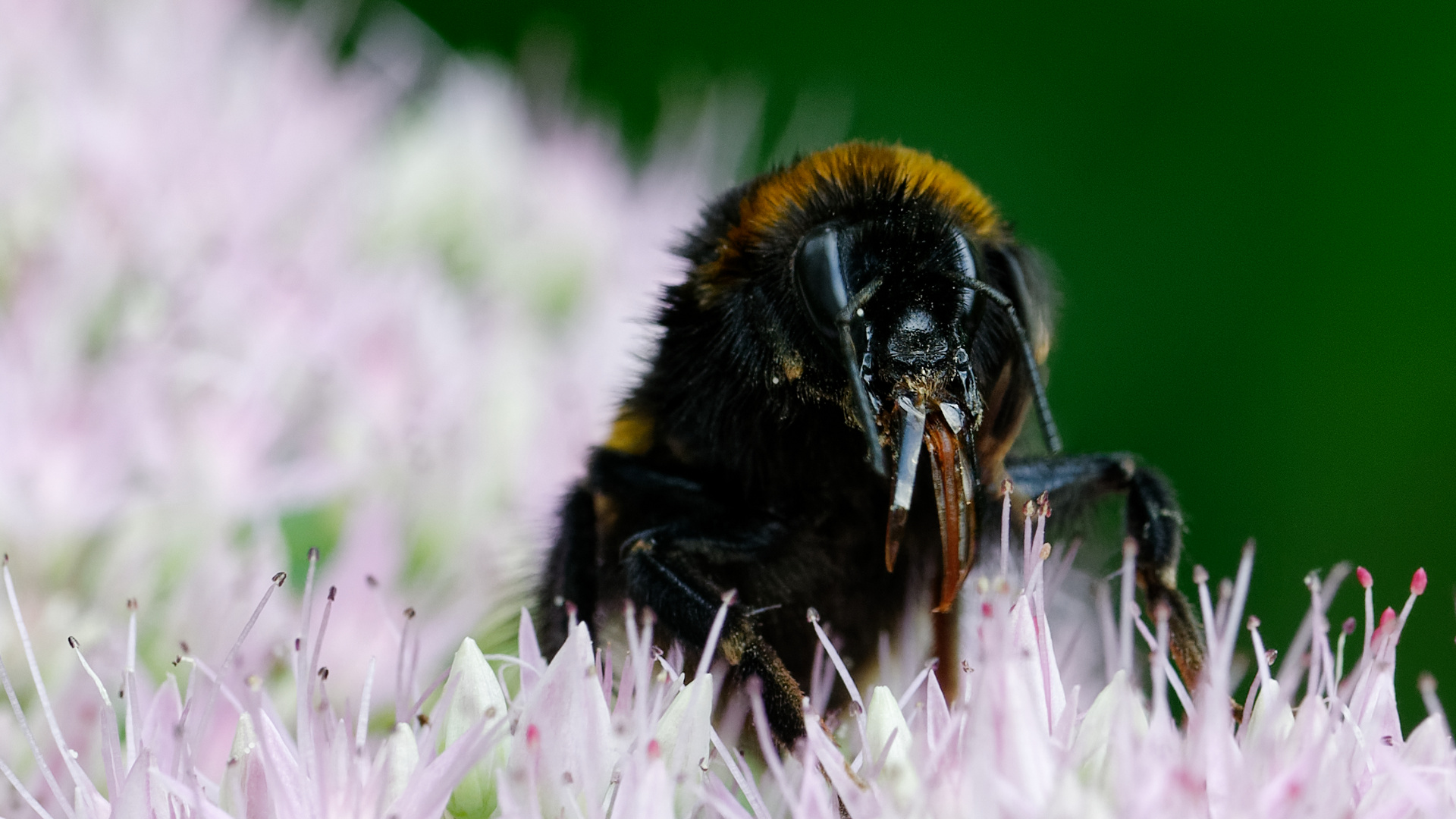 Beeindruckende Mundwerkzeuge