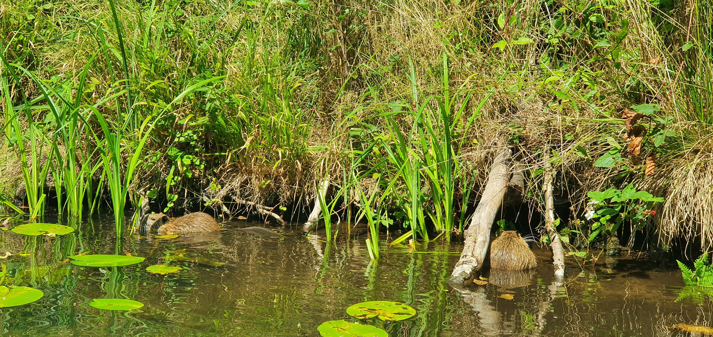 Beeindruckende Natur im Spreewald