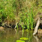 Beeindruckende Natur im Spreewald