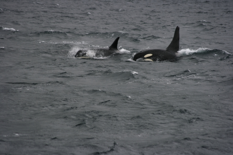 beeindruckende Orcas