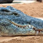 Beeindruckende Zahnreihe an Krokoleder