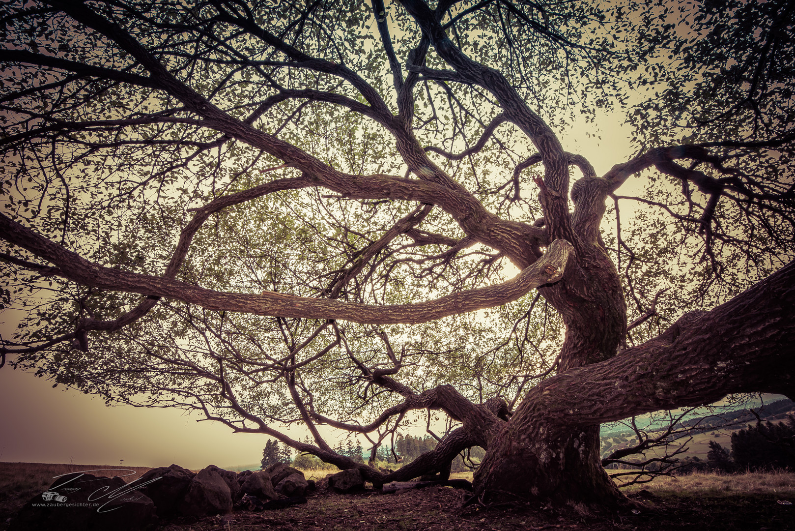 Beeindruckender Baum auf dem Hoherodskopf