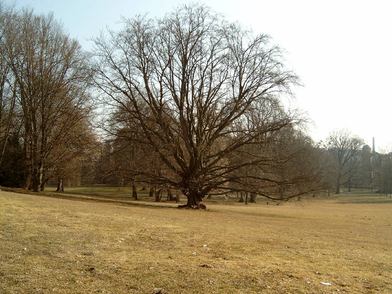 Beeindruckender Baum