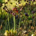 Beeindruckender Bestand der Roten Schlauchpflanze