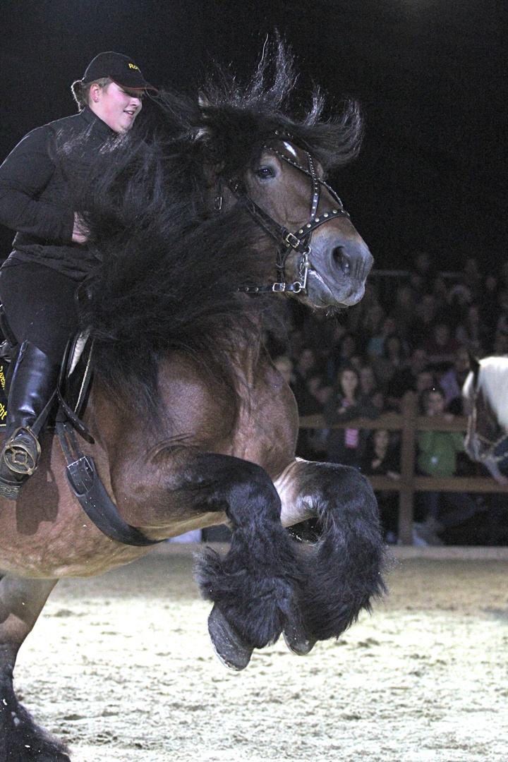 Beeindruckender Kaltblüter auf der Hund und Pferd 2011 in Dortmund