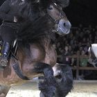 Beeindruckender Kaltblüter auf der Hund und Pferd 2011 in Dortmund