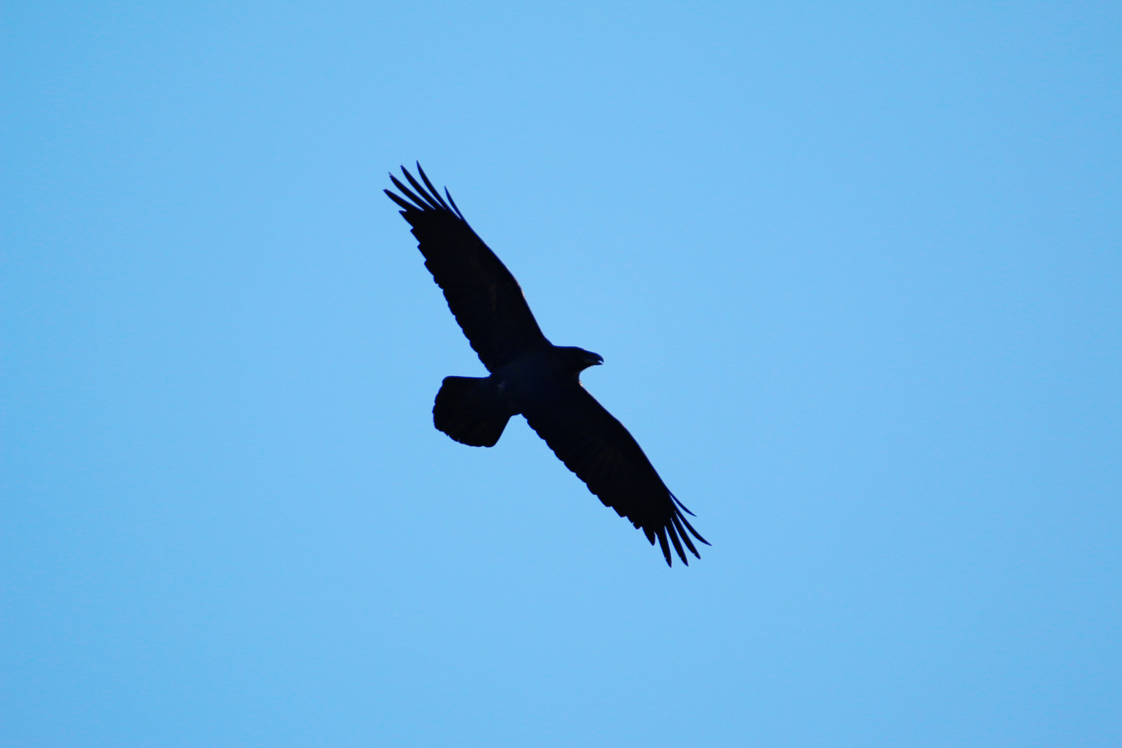 Beeindruckendes Flugbild, aber kein Greifvogel...