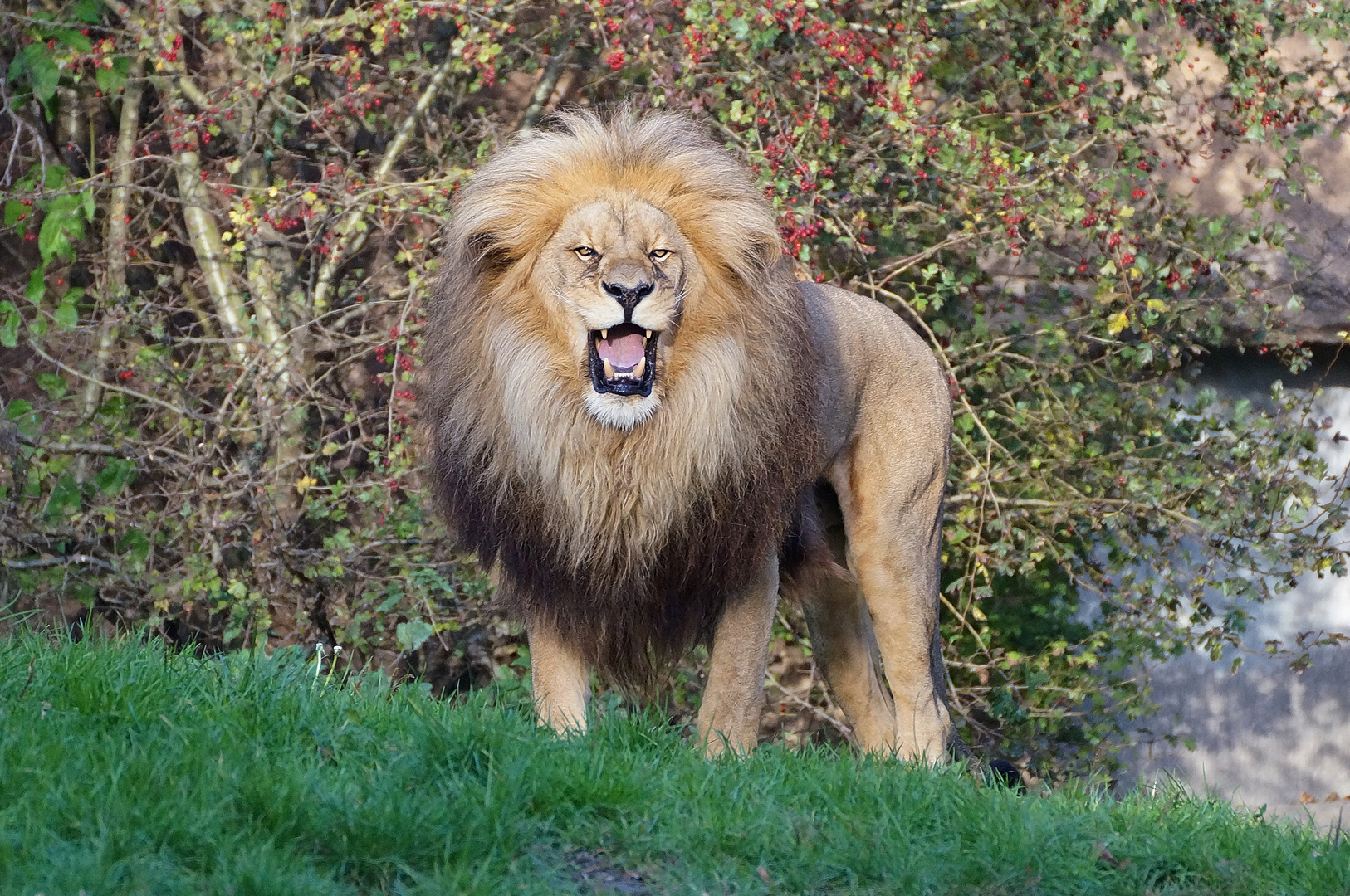 Beeindruckendes Löwenmännchen