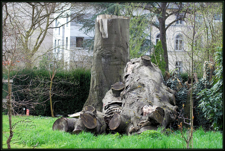 Beeindruckendes Stammgebilde - Botanischer Garten Bonn