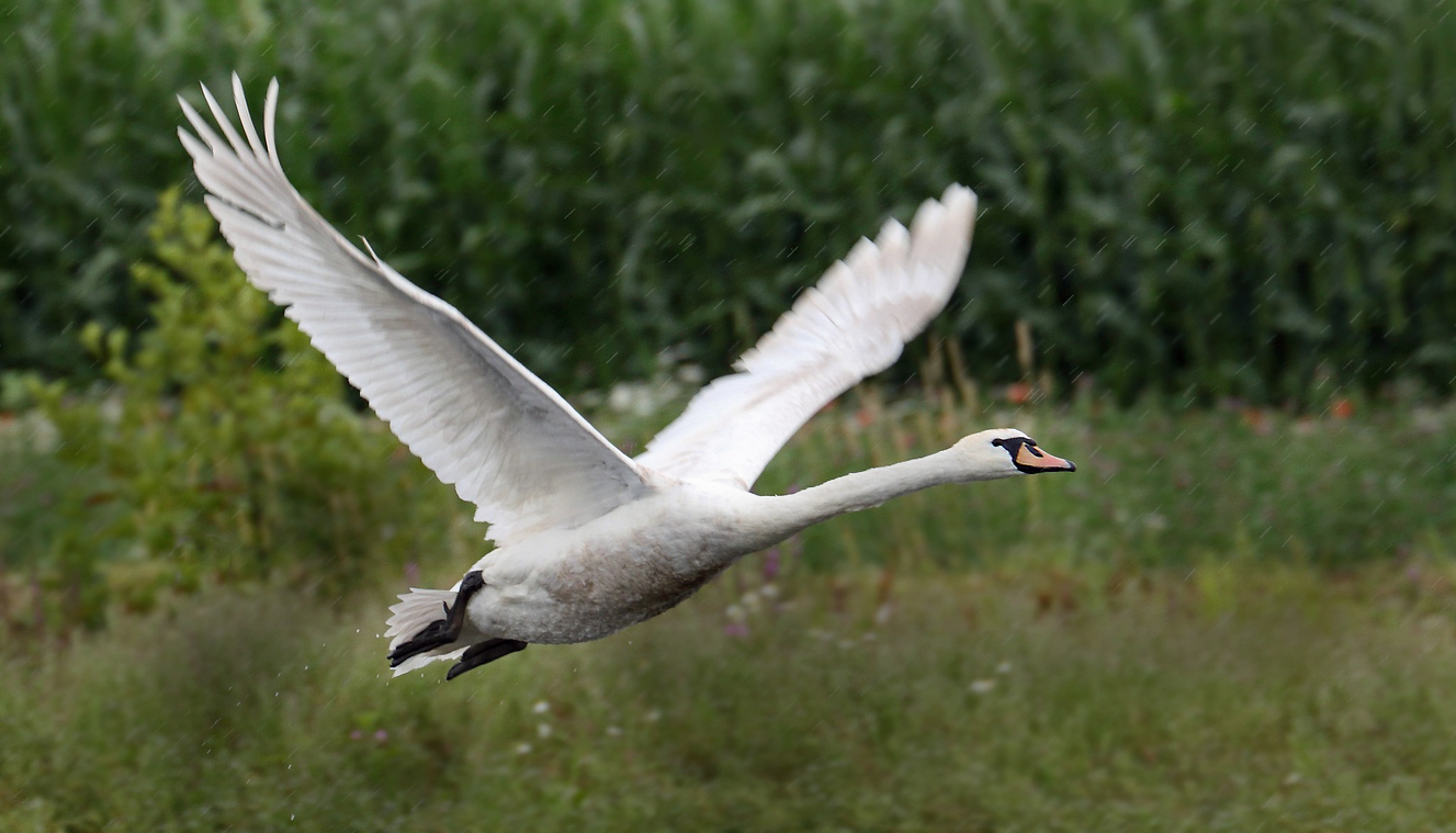 Beeinduckt mich immer auf's Neue - wenn Schwäne fliegen