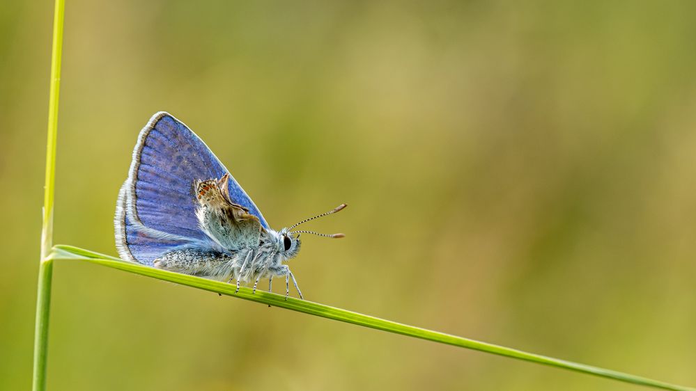 Beeinträchtigter Ikarus