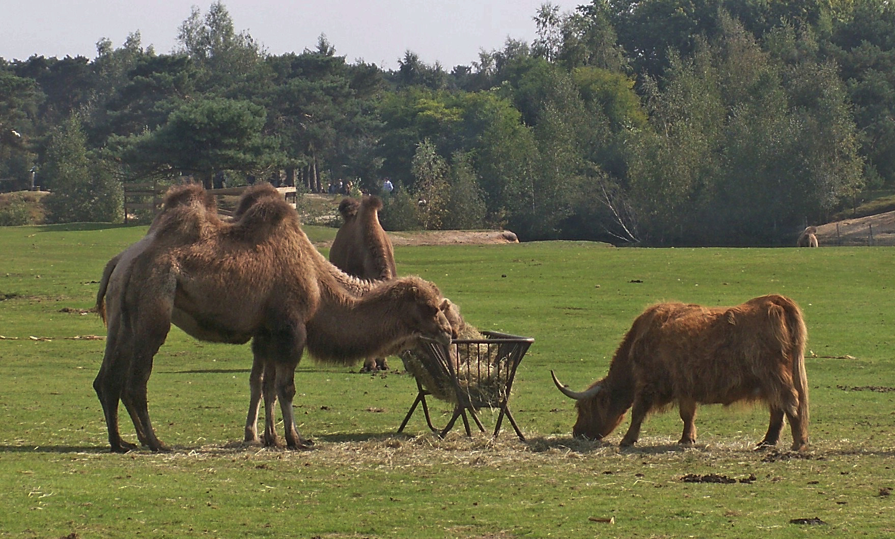 Beekse Bergen (1)