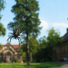 Beelitz Heilstaetten umzäunt