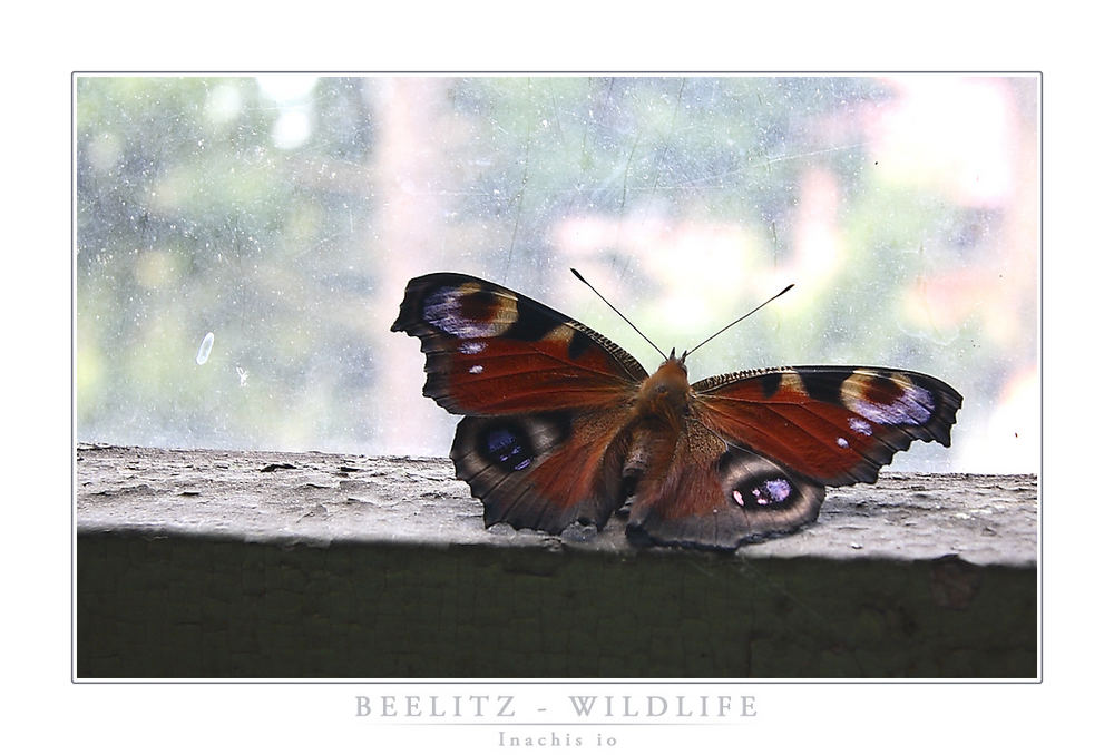 Beelitz - Wildlife