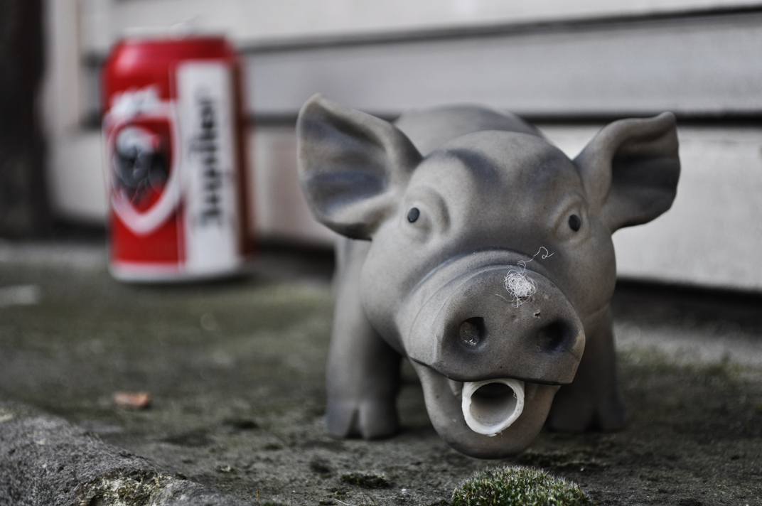 beer and pigs