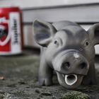 beer and pigs