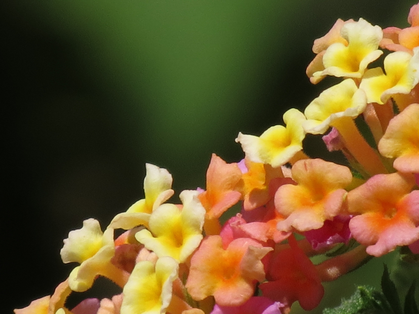 Beer Sheva Flowers