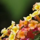 Beer Sheva Flowers