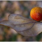 Beere auf dem Blatt (# DSCF0108 )