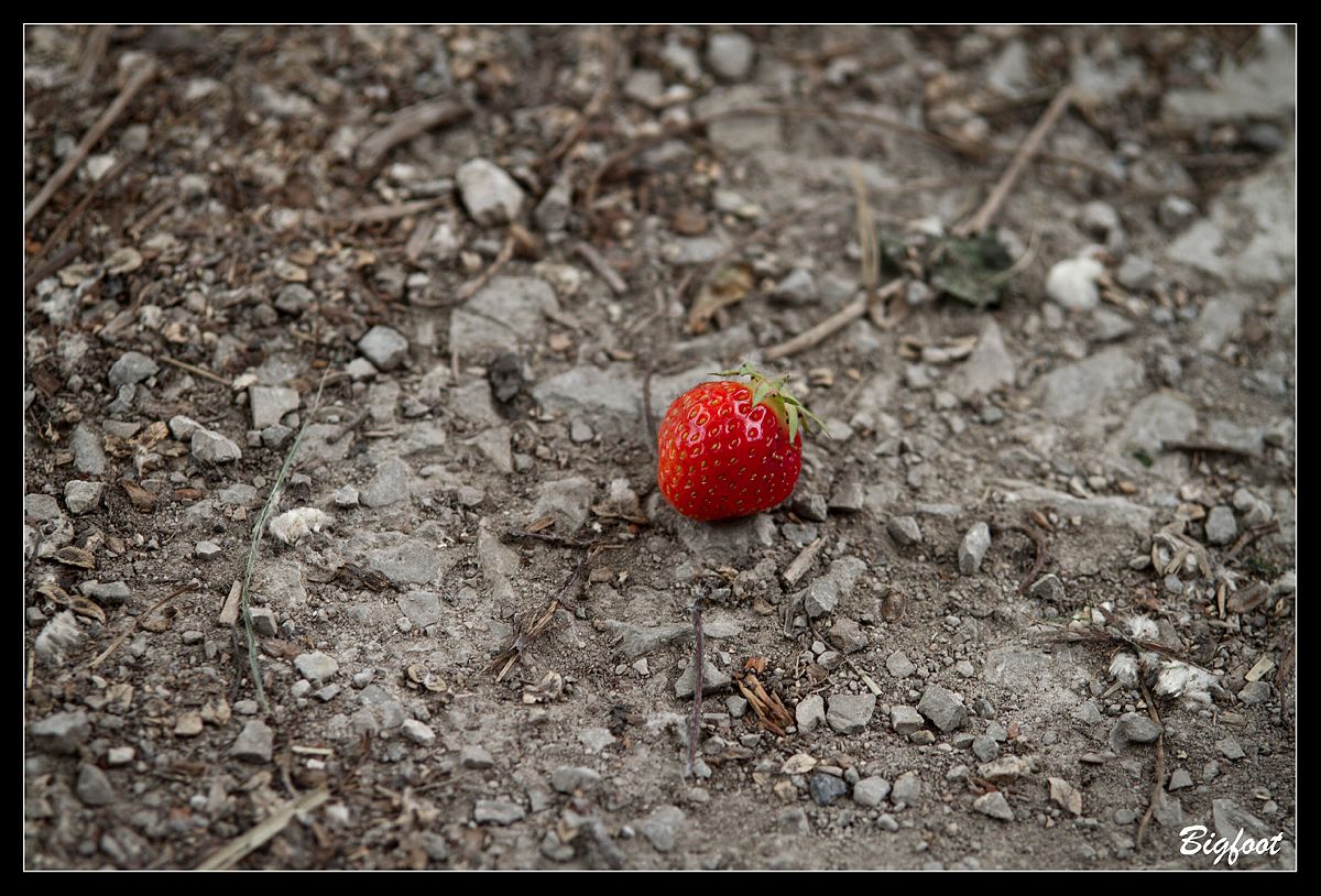 Beere auf der Erde