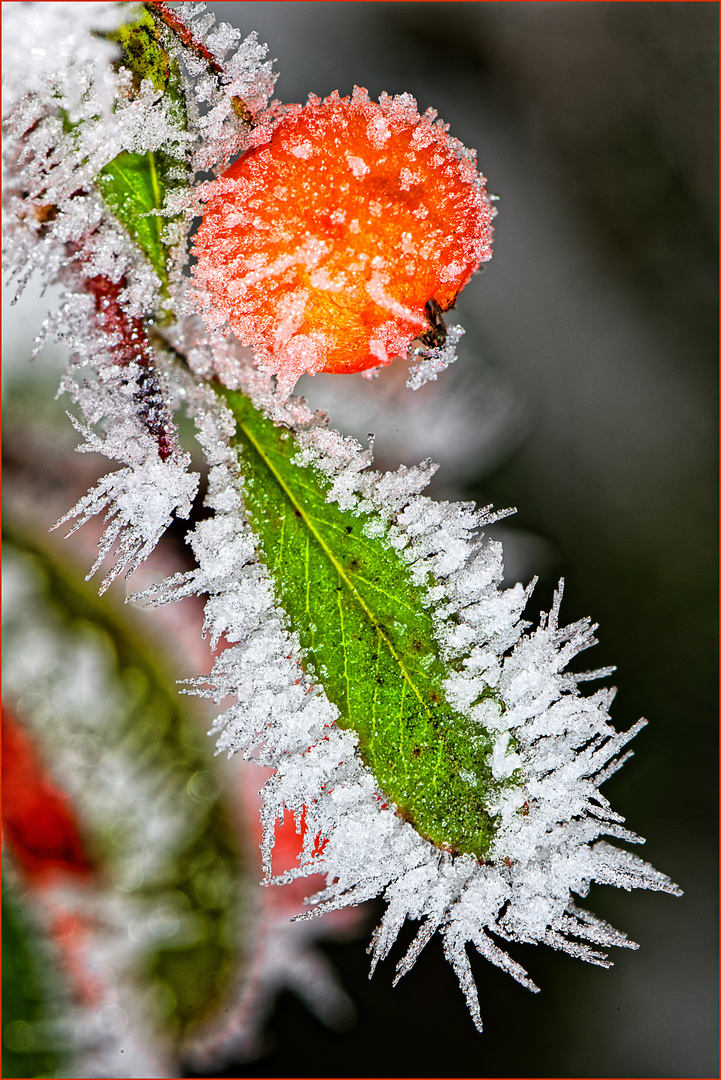 Beere, Blatt und Eisnadeln