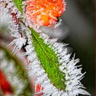 Beere, Blatt und Eisnadeln