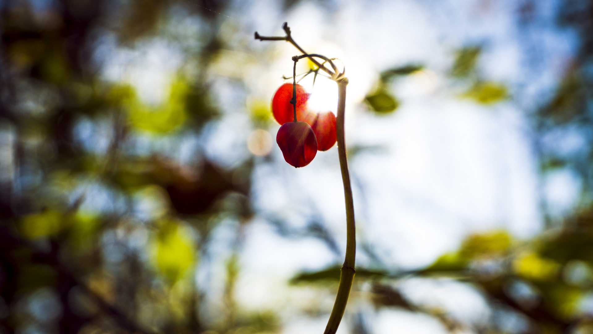 Beere im Gegenlicht