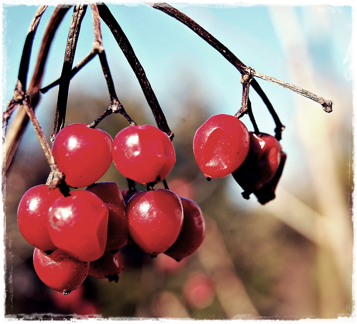 Beeren