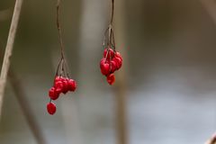 Beeren