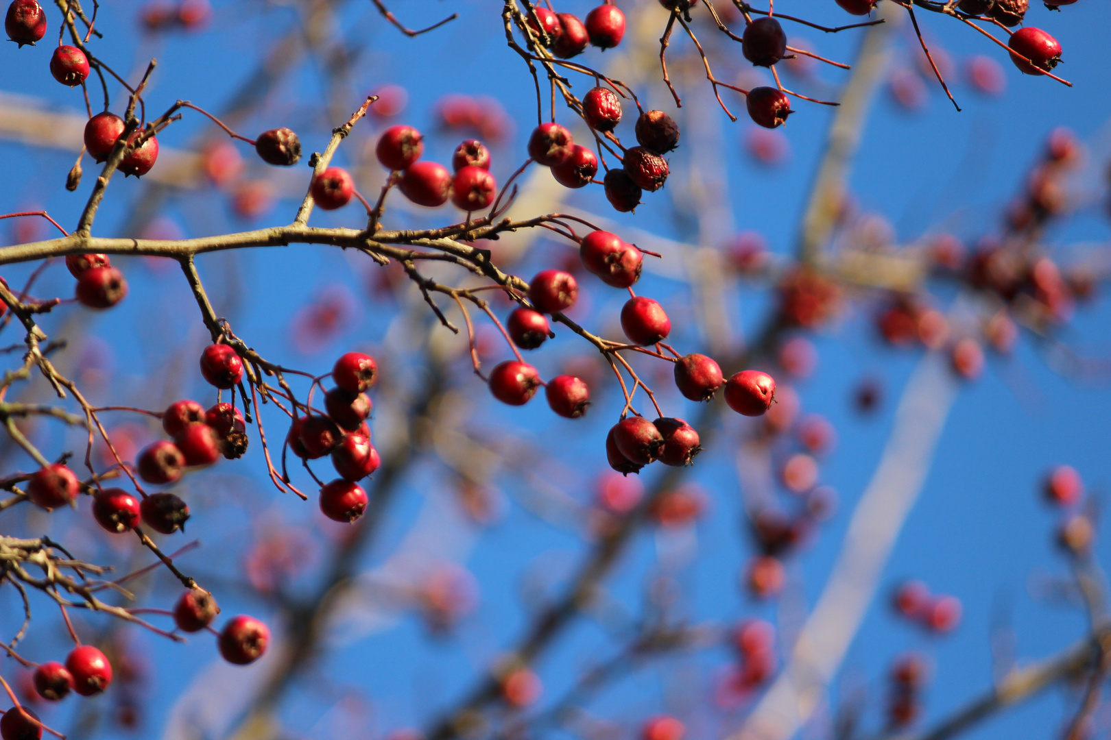 Beeren