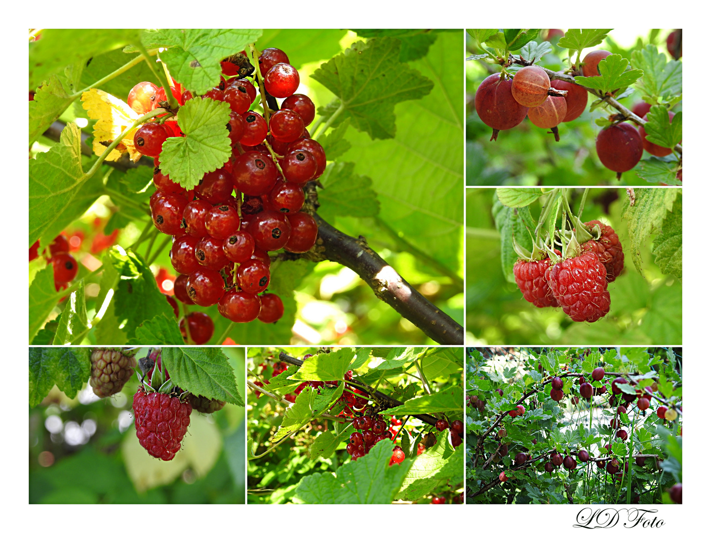  Beeren