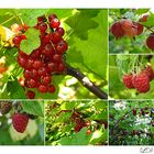  Beeren