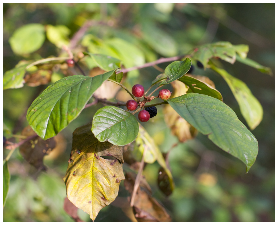 Beeren