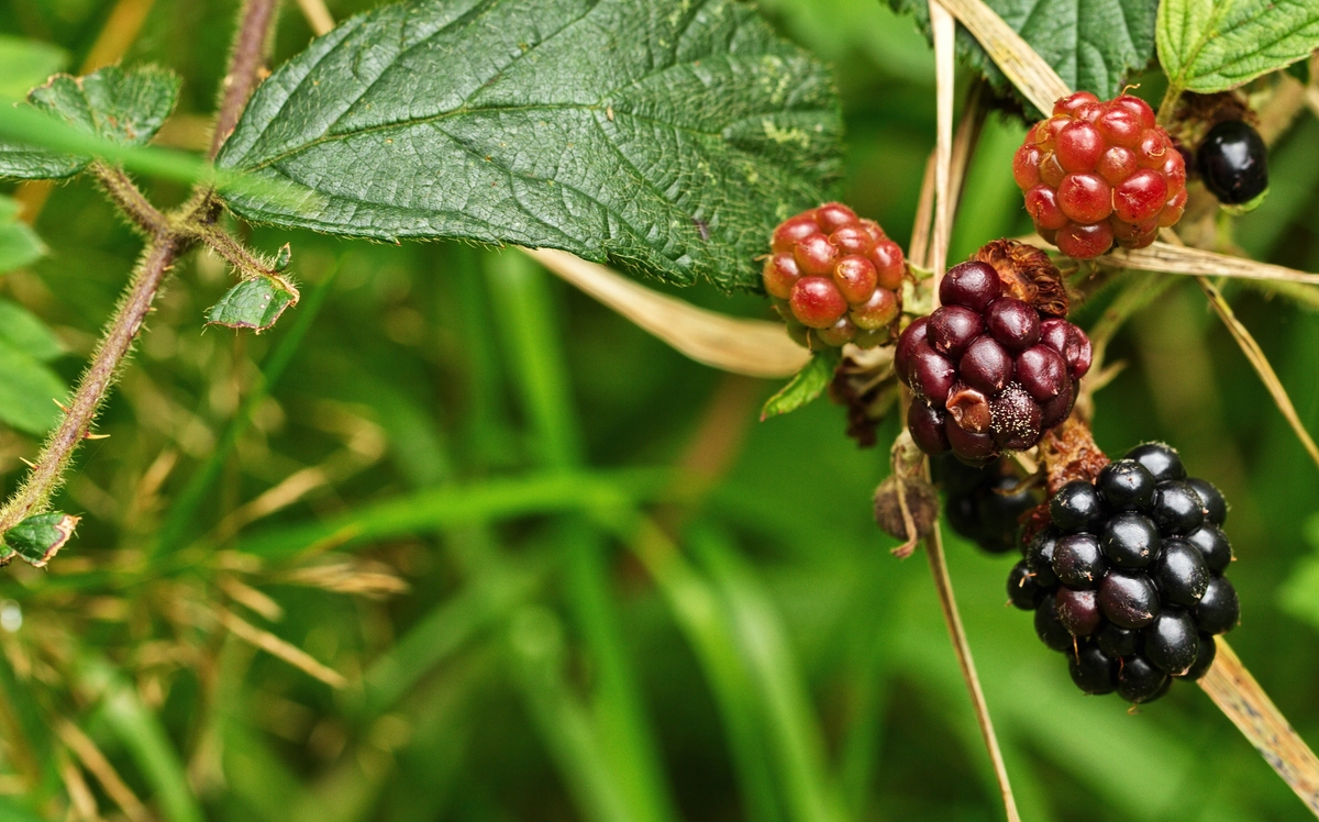 Beeren