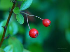 Beeren