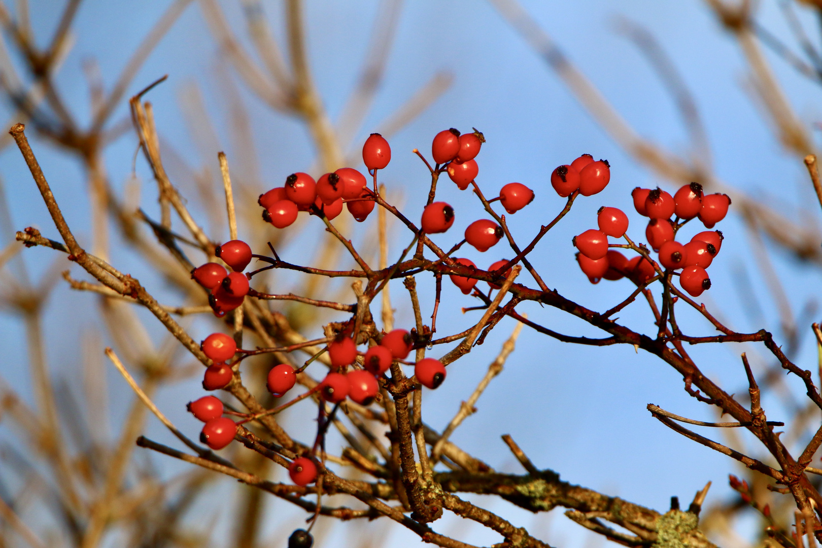 Beeren